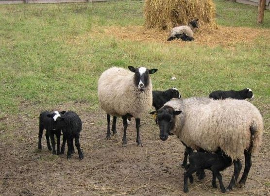 Делегация на Европейския парламент водена от Тили Мец от групата